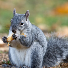Squirrel eating an acorn 