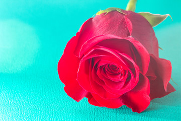 Single Red Rose on a Blue Table