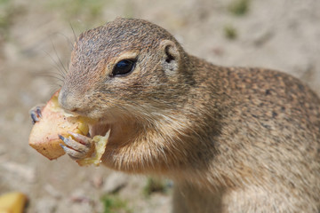 zisel am essen
