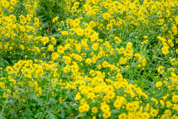 Chrysanthemum flowers for herb