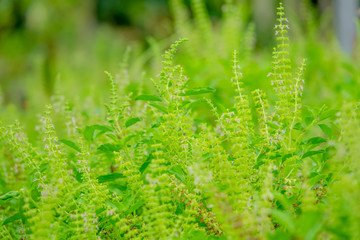 Green basil leaf background