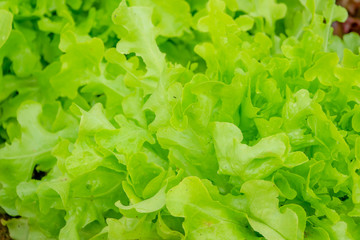 Closeup lettuce for salad