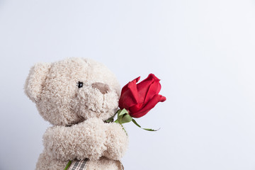 Cute Teddy Bear holding a red rose.