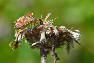 Marmorierte Baum Wanze