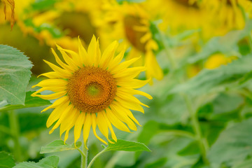 Beautiful sunflower in green farm. Close up shot.