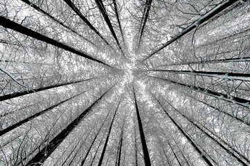 눈덮인 나무