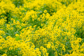 Chrysanthemum flowers for herb