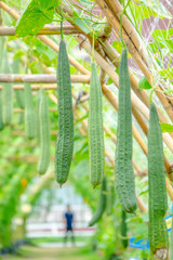 Gourd in green farm