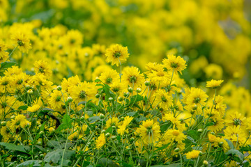 Chrysanthemum flowers for herb