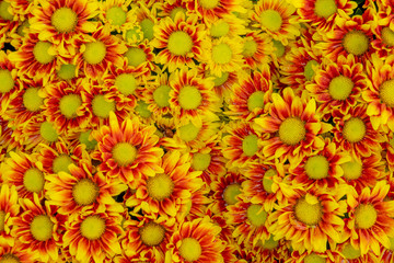 Pretty flowers background.