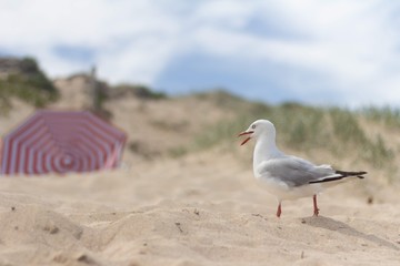 Seagull at the Beach