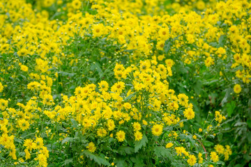 Obraz premium Chrysanthemum flowers for herb