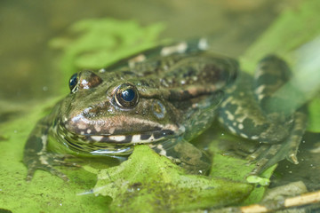 Frosch