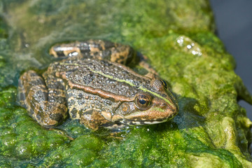 Frosch