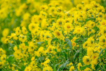 Chrysanthemum flowers for herb