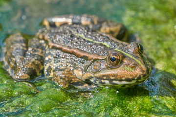 Frosch