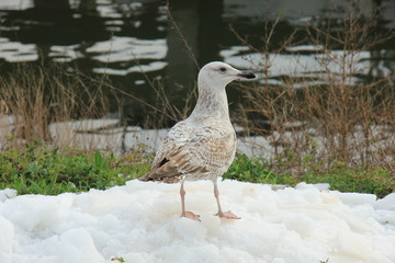 Seagull on ice