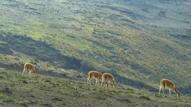 Vicunas on a Hill