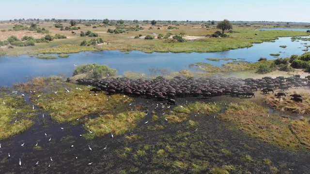 Aerial drone shot orbiting around a large herd of African buffalo as the herd begins to travel