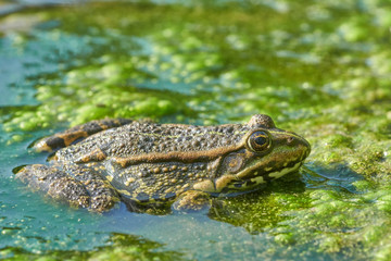 Frosch