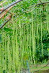 Obraz premium Long bean in farmer farm