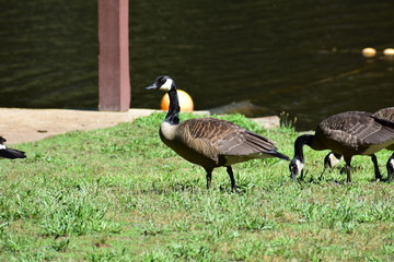two canadian geese