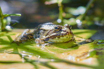 Frosch
