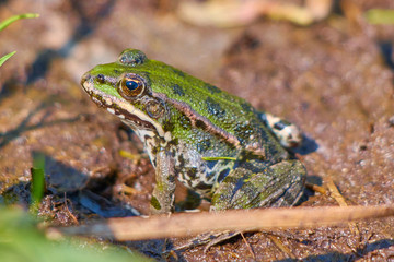 Frosch