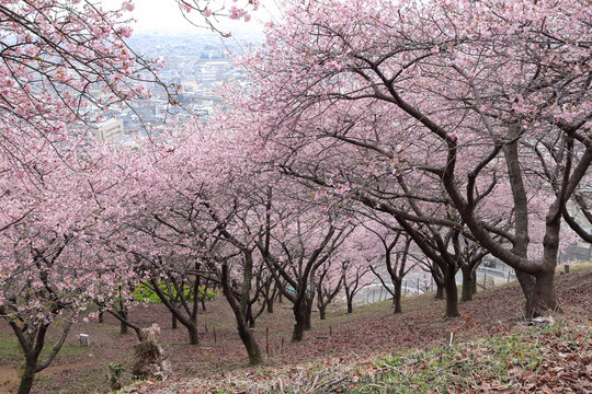 河津桜