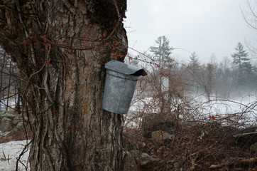 Metal sap collection buckets hanging on maple tree