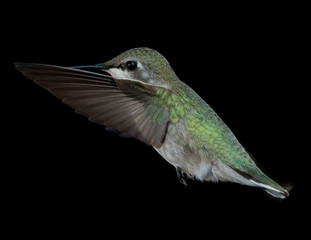 Hummingbirds