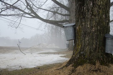 Metal sap collection buckets hanging on maple tree