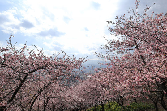 河津桜