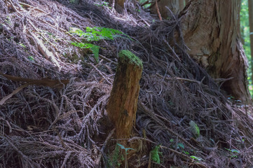 Fallen tree in the Mitarai ravine Nara.