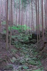 Conifer tree trunks in the Mitarai ravine Nara,Japan.