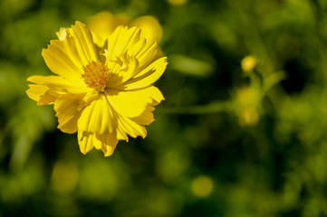 Close-up, yellow cosmos flower.