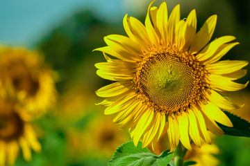 Close-up sunflower, natural background.