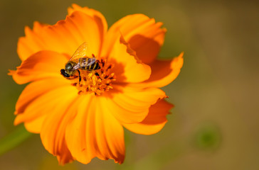 Close-up, Bee on cosmos flower.