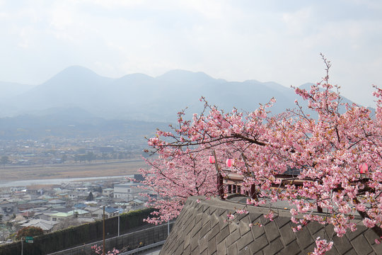 河津桜