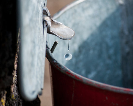 Maple sap dripping into metal collection bucket