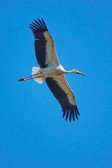 storch im Flug