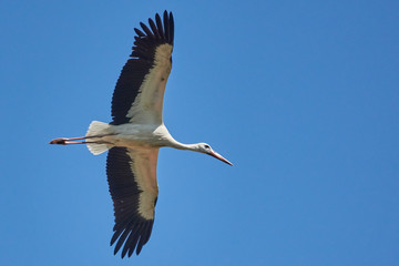 Obraz premium storch im Flug