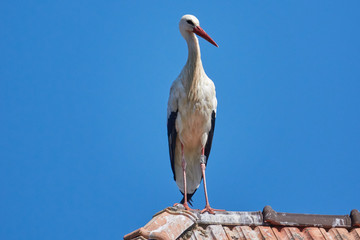 storch auf dem Dach