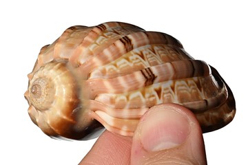 Decorative seasjell of larger sea mollusc, side view, held in left hand of adult male person, white background  © zayacsk