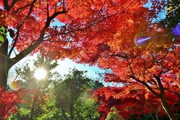 紅葉　もみじ　太陽　とちぎ