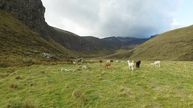 Alpacas and Llamas in the Valley in Front of Chimborazo