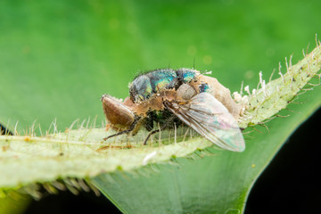 big eye fly marco photography on green leaf