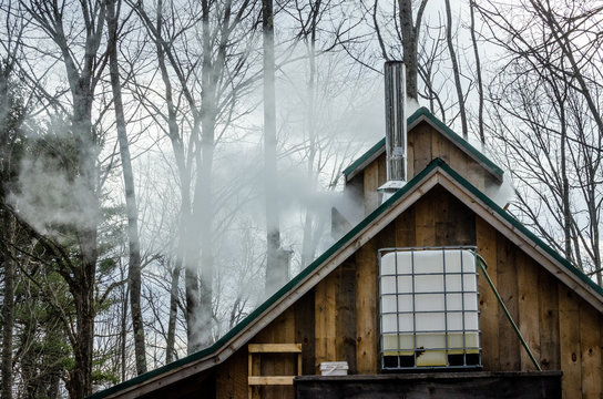 Steam rising from maple sap evaporator