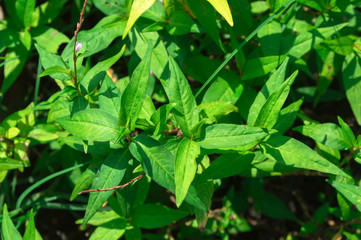 Vietnamese Coriander in the garden