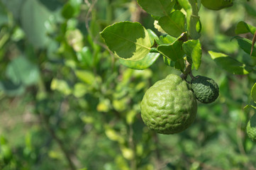 Bergamot fruits on bergamot tree with blurry green leaves background in a garden.